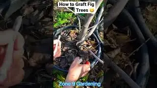 How to Graft Fig Trees in the Winter #gardenproject #garden #gardening101 #shorts