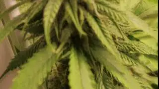 Romulan Budshot
