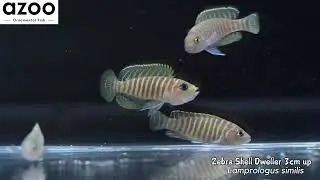 Lamprologus similis / 斑馬貝
