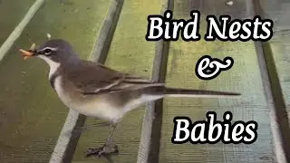 Garden Birds South Africa Springtime | Cape Sparrow, Black-collared Barbet, Cape Wagtail