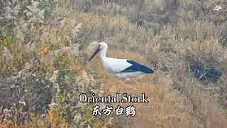 Oriental Stork