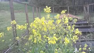Gardening: Economic Common Sense