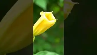 Time lapse bunga terompet
