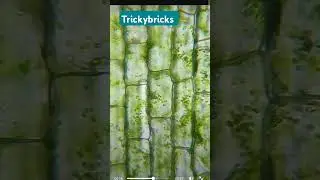 #trickybricks #scienceexperiment #botanyexperiment