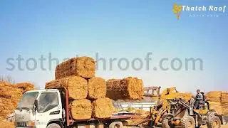 Premium Thatch Roof Water Reed | Durable & Eco-Friendly Roofing Materials