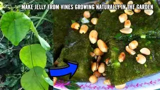 Jelly made from wild grass, a delicious, free, natural, detoxifying and liver-cooling dish