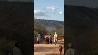 Wildlife&rsquo;s Odd Squad: Rhino, Ostriches, Warthog! 🦏🐦🐷  #wildlife #tourismnewsafrica
