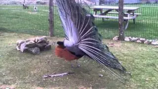 Un paon qui fait la roue