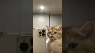 Ye ho new funny video🤣🤪 |Bagad billa 48 | #funny #cat  #ytshorts #short