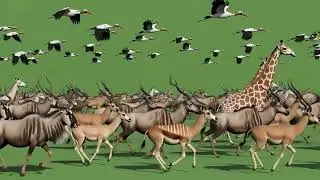 Biggest Animal Stampede Green Screen |  All Jungle Animals Running In One Frame