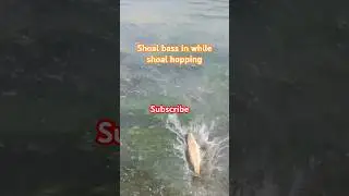 Shoal bass while shoal hopping check it out. #fishing #bassfishing #shoalbass #bonafiedkayak #NRS