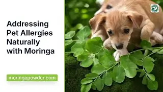 Pet Allergies Relief: Natural Moringa Solution