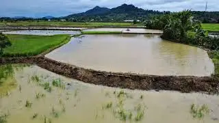 Beautiful green rice field views