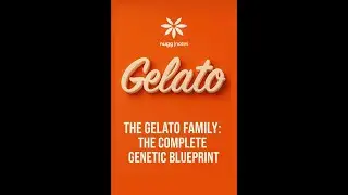 GELATO: THE COMPLETE FAMILY MAP 🍨🧬