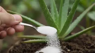 Give Baking Soda to Your Plants &ndash; Unbelievable Garden Trick!
