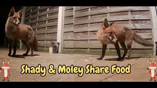 FOX'S Shady & Moley Share Food