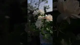 white love🤍 #shorts #flowers