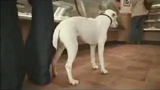 VW Polo advert - Im a Man - Singing Dog