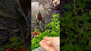 PEAHEN, THAT HURTS !!!🙀🙀🙀#peacock #nature #birds #wildlife #shorts #shortvideo #viral