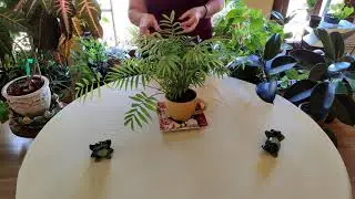 Parlor Palm History / Plant Stories