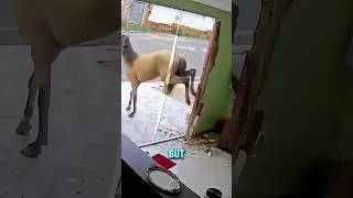 Szkło hartowane jest wytrzymałe.