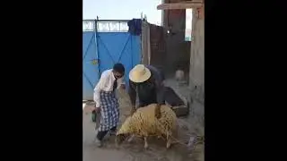 النقار لكشف الخنار جزار العيد هرب ههههههههه