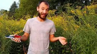 Чай из золотарника и его преимущества (сделано экологически безопасным способом)