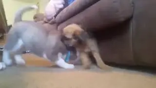 Cute Brussels Griffon and Husky puppy play