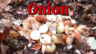 Leaving a PILE OF ONIONS in the Woods. Here's what happened! Trail Camera #trailcam
