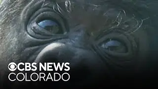 Colorado's Cheyenne Mountain Zoo says you can help name baby gorilla