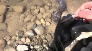 Salamander Mud Puppy release