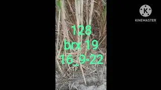 dr Abdul  Mannan sugar cane sepicilist  high brix and early maturing new  varities and lines