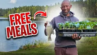 Как я сократил расходы на продукты почти до нуля
