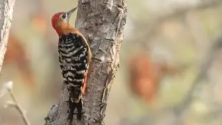 Rufous-bellied Woodpecker | Colorful Woodpecker |Woodpecker Food | Sam Veasna Conservation Tours |