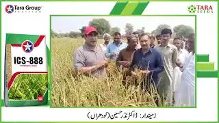 Hybrid Rice Seed ICS-888 Testimonial