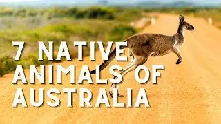 7 NATIVE ANIMALS OF AUSTRALIA