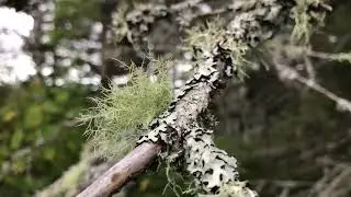 Greenstone Ridge Trail: Isle Royale National Park, Michigan