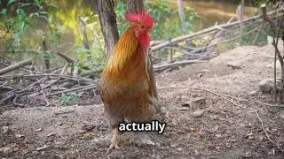 Taming Your Agressive Rooster: Tips & Tricks