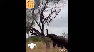 #Shorts the elephant didn't like the tree, слону не понравилось дерево, смешные животные