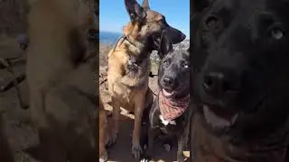 This Is What a Great Pack Walk Looks Like 🐾