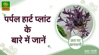 Chhat Par Bagwani | छत पर बागवानी: पर्पल हार्ट प्लांट के बारे में जाने | Promo | September 14, 2023