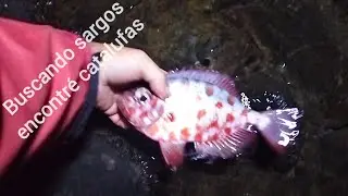 Pesca de catalufas en La Caleta del Piche, El Poris.