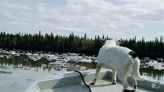 Traversing an Ice-Filled River with a Deadly History