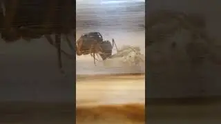Camponotus sansabeanus: Regina senza Istinto Materno? (EP. 1)