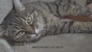 'Total Disbelief': Cat Missing For Nearly 6 Years Reunited With Owner Thanks To Microchip