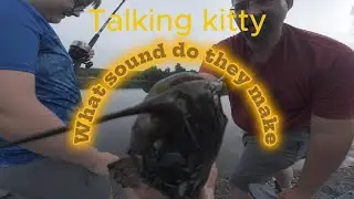 Talking catfish 2024