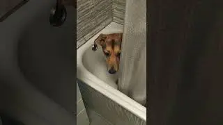 а Вам мамка ж#опку миє?#Мальта #хвостатахата #хвостатародина #lucky #dog