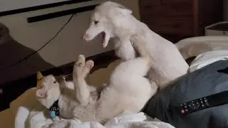Adorable look-alike cat and fox play
