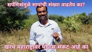 सर्पमित्रांमुळे सापांची संख्या वाढतेय का? महाराष्ट्रावर घोणस संकट आहे का? #snake #awareness #viper 