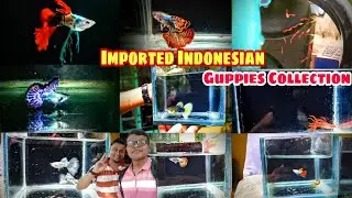Guppy Fish Farm Visit|Huge Platinum Dumbo Farm|Suryansu Da's Fish Farm Visit|Guppy Farm Vlog